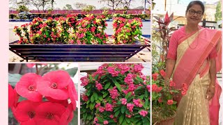 How to Grow & Care Crown of Thorns with Aruna, Tips for beginners to get more flowers