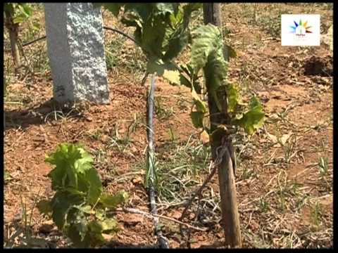 Seedless grape cultivation in Subtropics Kannada Part 1