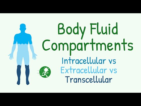 Body Fluid Compartments | Intracellular Fluid vs Extracellular Fluid, Transcellular Fliud