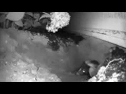 Skunks in the Night in  Freehold, NJ