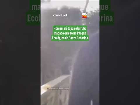 Turista agride macaco-prego no Parque Ecológico de Santa Catarina
