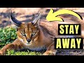 CARACAL The MOST DANGEROUS Domesticated Cat In The World