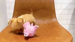 ハーフ犬の動画02