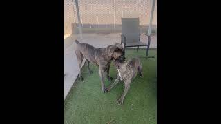 Video preview image #1 Mutt Puppy For Sale in Goodyear, AZ, USA