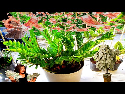 СЕКРЕТЫ УХОДА ЗА ДОЛЛАРОВЫМ ДЕРЕВОМ, КОТОРОЕ РЕАЛЬНО ТВОРИТ ЧУДЕСА