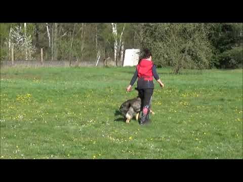 Chira Zde-Sko - Aport