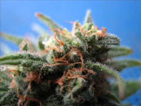 Dubkasm featuring Ras Addis 'Strictly Ital' Peverelist mix