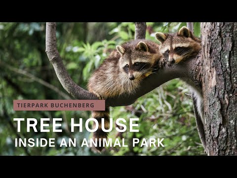 Tierpark Buchenberg: A night in a tree house inside the park