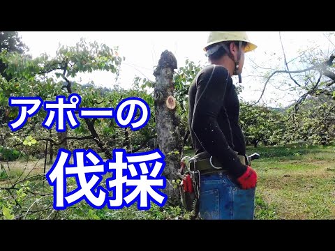 リンゴの木の伐採: 木のサイズごとのヒント 植物