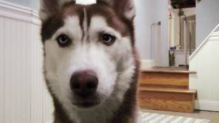 Laika is going to outer space!