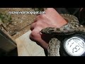Serpiente Coronella Girondica