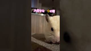 大好きなひまわりの種🌻#ハムスター #キンクマ #hamster #癒し #かわいい #pets #follow #cute