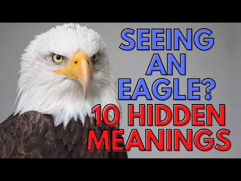 Eagle spirit animal - What It Means When You Notice An Eagle?