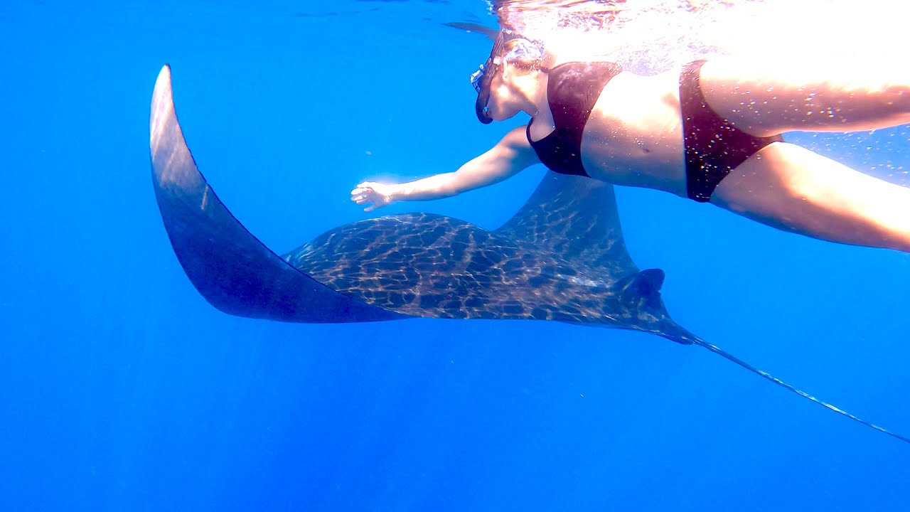 Monster Sea Creatures! Catch Clean Cook Guatemala Style