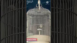 Download lagu PANCINGAN AMPUH BRANJANGAN PARVA NTB gacor ngelper mp3 Download lagu PANCINGAN AMPUH BRANJANGAN PARVA NTB gacor ngelper mp3