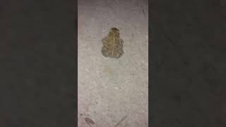 Crazy Boy Night Stroll