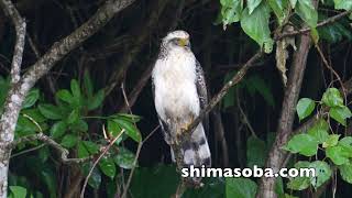 ヤツガシラ、カラムクドリ、カンムリワシ幼鳥(動画あり)