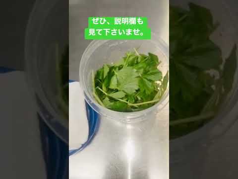 薬味の保存方法　 #shorts