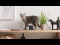 PETCUBE PP20US - відео