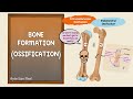 Ossification Bone Formation Histogenesis Of Bone Bone Histology Embryology Of The Skeleton