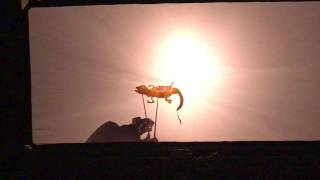 LIVE VIDEO: The Cat's Dream A Shadow Puppet Performance