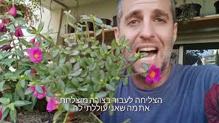 פורטולקה רב שנתית צמח שפורח לכל הקיץ בשמש
