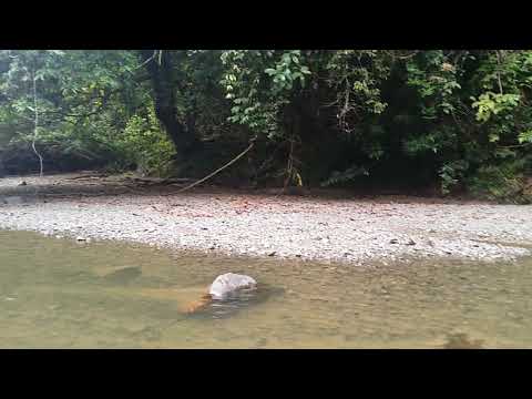 DANUM RIVER-181013 072641