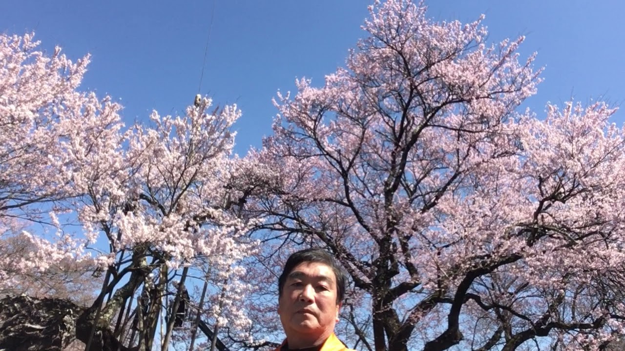 山高神代桜②20210323