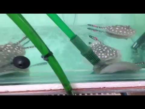 New home is PENZA, Russia