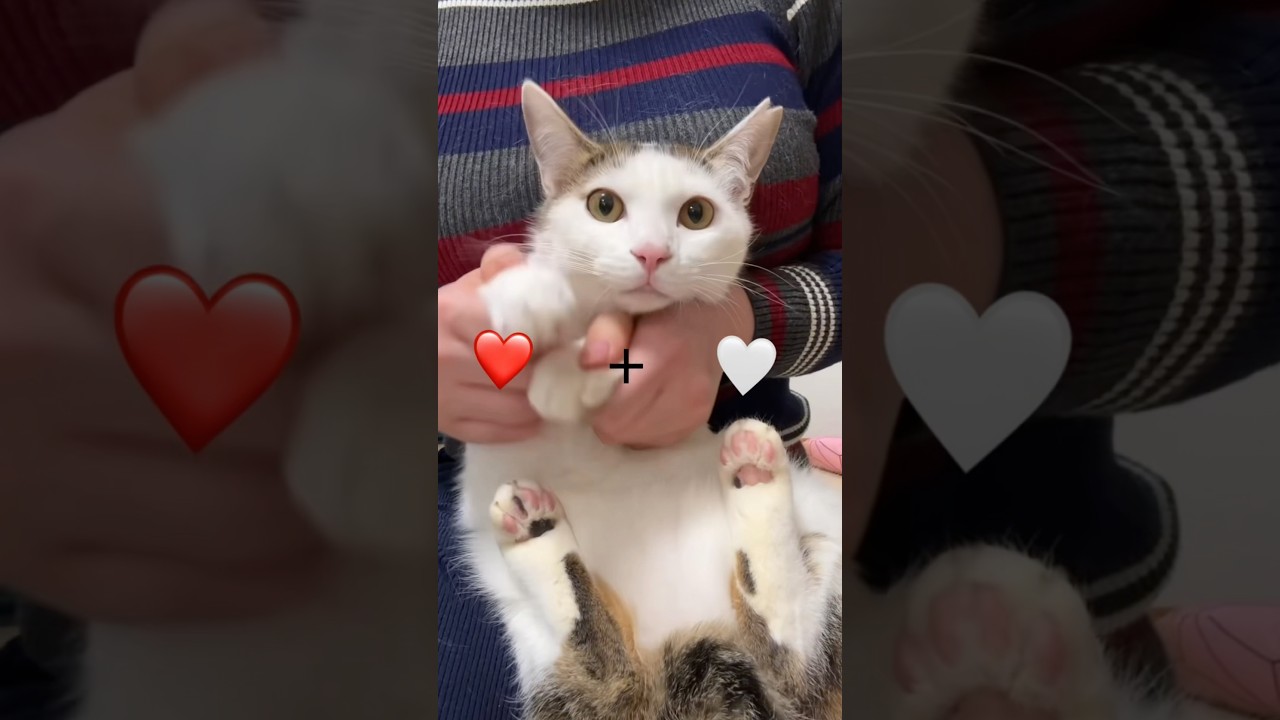 三毛猫のオスの子猫ちゃん…◯◯なんです！！！