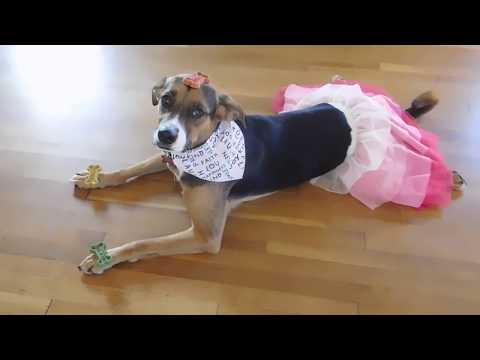 Xochitl - Dancing Queen