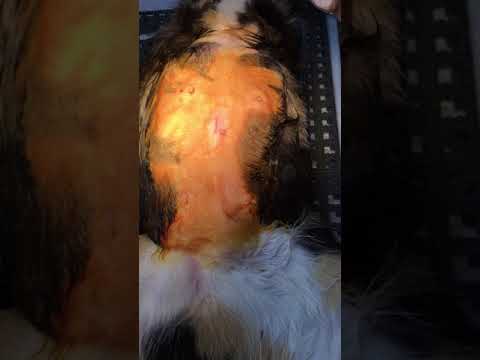 Tattooing to Identify a Spayed Cat or Dog