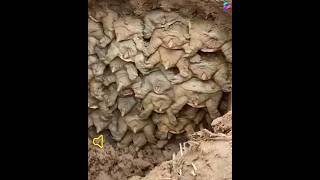 This is how turtles hibernate