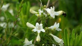 preview picture of video 'Bumblebee forages on foxglove beardtongue in Marion, Ohio, USA'