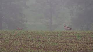 Auf &#39;em Wase graset d&#39; Hase