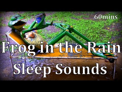 Frog in the Rain 60mins 