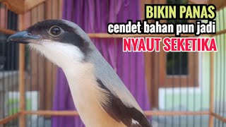 Download lagu toet toet suara cendet gacor Di PAGI HARI sangat efektif buat Pancingan cendet diam agar cpt bunyi mp3