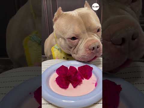 Cachorro Bella Comendo Fruta do Dragão Vermelho #shorts #cachorros #cachorrinho