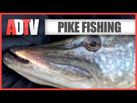 Float Fishing With Deadbaits For Pike - How To - Beginners Guide