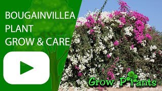 Bougainvillea plant - grow & care (Strong and beauty)