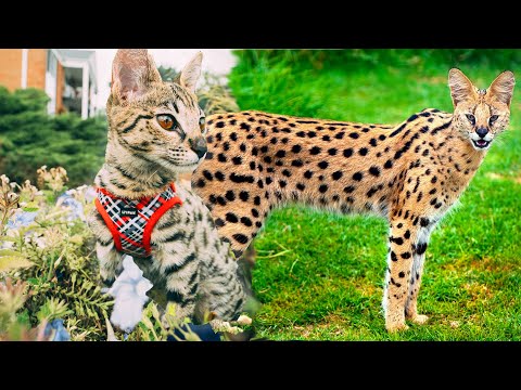Life with our new African Serval F2 Savannah Cat (the world's most lethal cat)