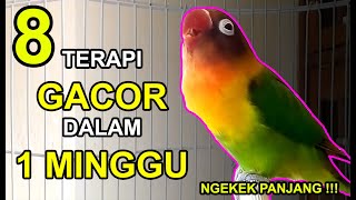 Cuma 1 Minggu! 8 Terapi Lovebird Biar Gacor dan Ng