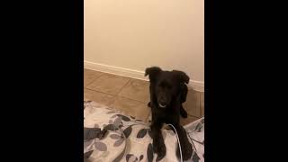 Gaddi Kutta Puppies Videos