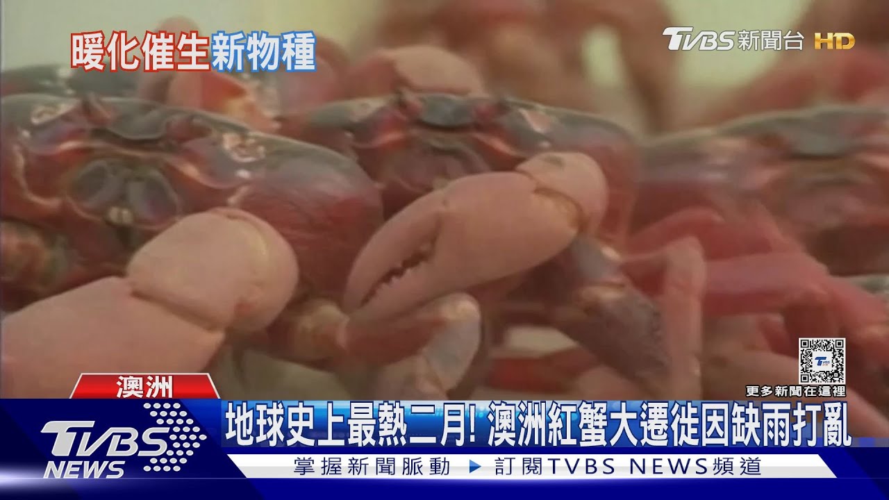 地球史上最熱二月!澳洲紅蟹大遷徙因缺雨打亂