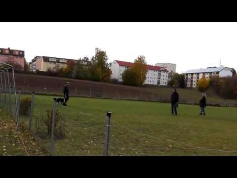 Begleithundeprüfung 2012