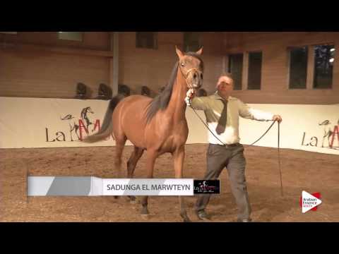 La Movida Arabians - Open House 2015