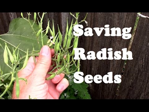 Saving Radish Seeds for Planting from Flowering to Collecting.