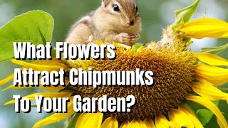 Chipmunks: What Flowers Attract Them? - The Walled Nursery
