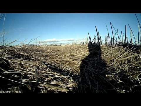 MongoTV_741  - Mongo Drones - Eachine EC250 - Corn Field Frederiksdal 15 Km NW Copenhagen