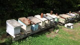 CHECKING HIVES FOR DAMAGE